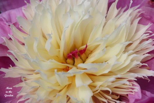 Paeonia 'Bowl of Beauty'