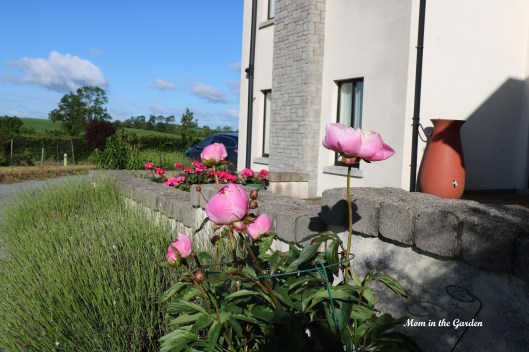 Paeonia Bowl of Beauty lavender view