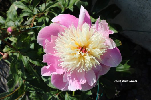 Paeonia 'Bowl of Beauty'