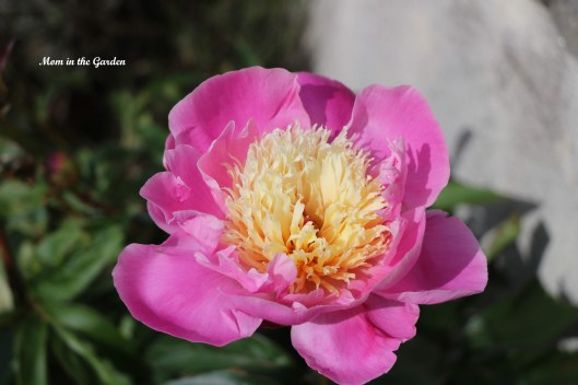 Paeonia Bowl of Beauty upclose