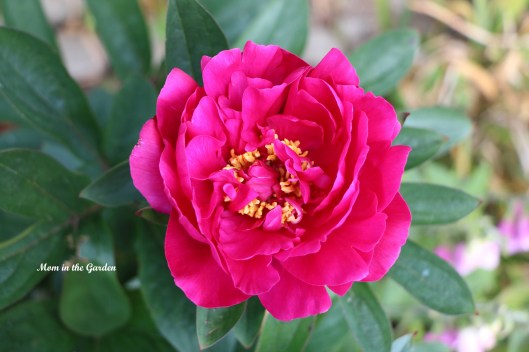 Paeonia 'Kansas' 