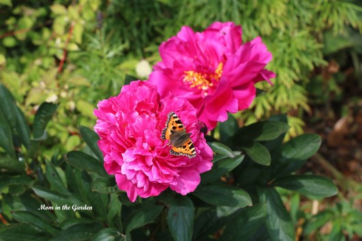 Paeonia 'Kansas' with Small Tortoiseshell butterfly