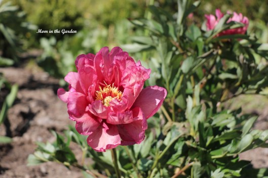 Paeonia 'Hillary' 