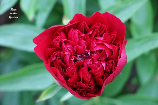Peony red