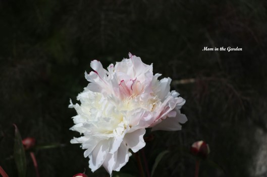 Peony white and pink + fennel