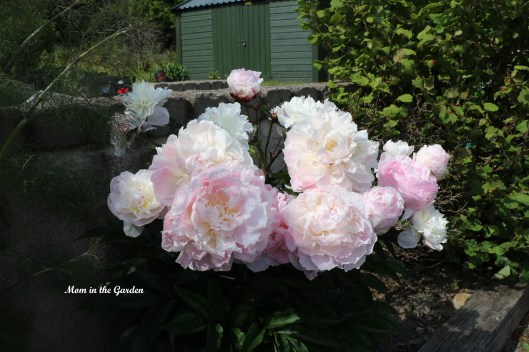 Peony white and pink outside bouquet