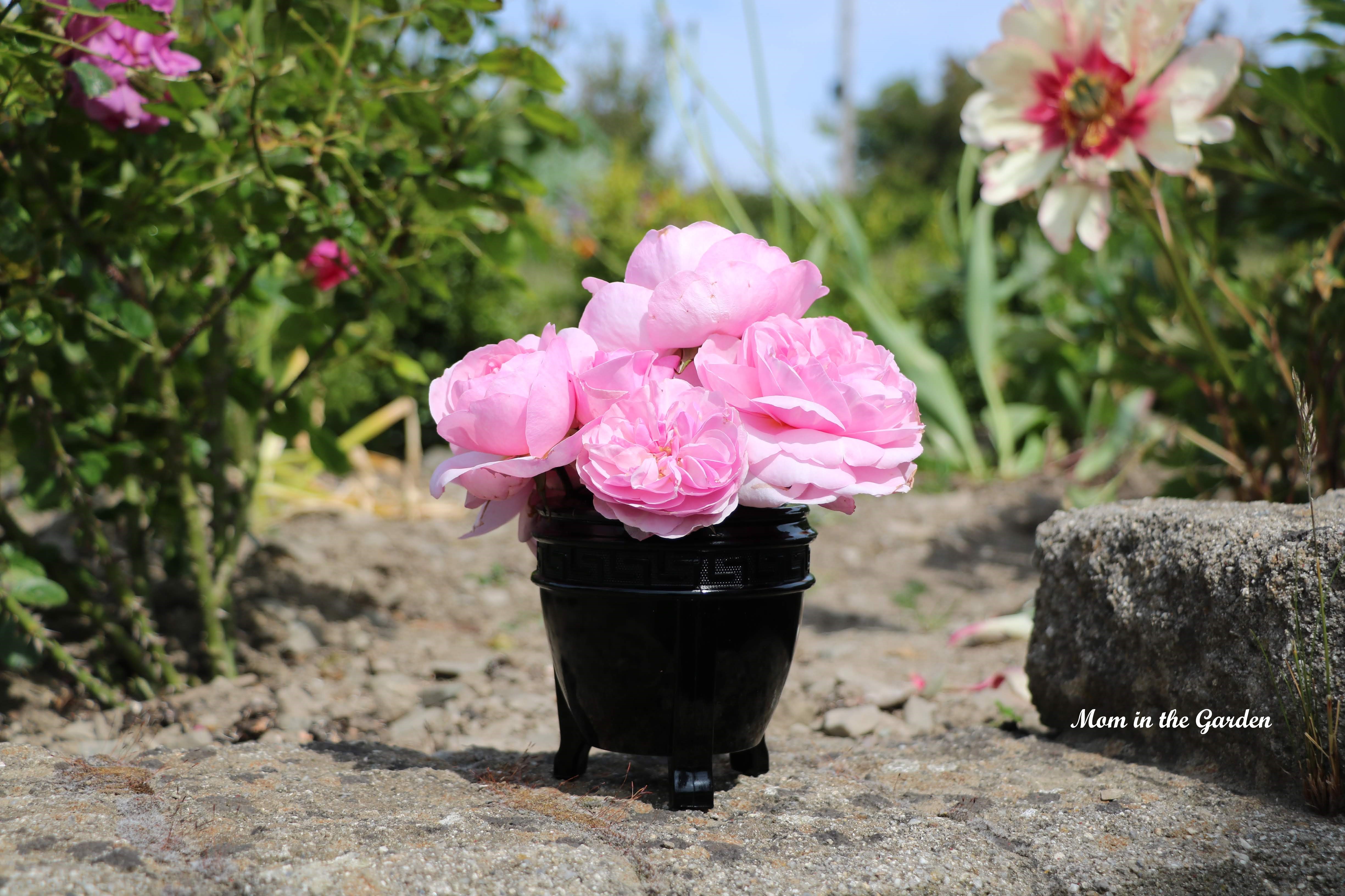 Pink David Austin roses in black vase