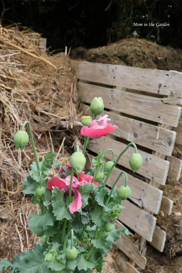 Pink poppy with compost