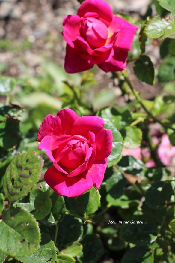 Princess Anne closed flower