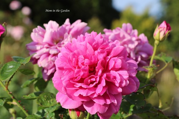 Princess Anne shrub rose flower fully open