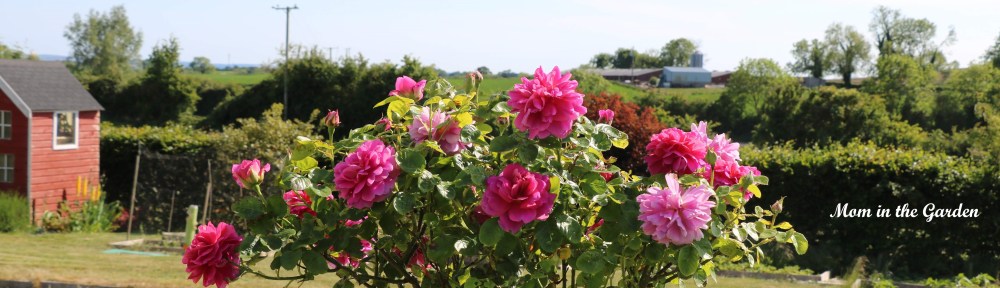 Princess Anne Standard Tree Rose June 1