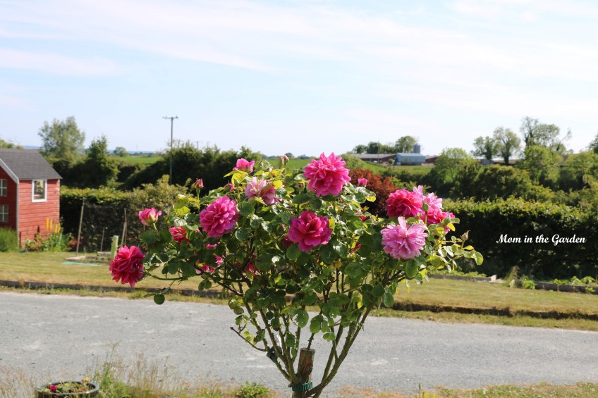 Princess Anne Standard Tree Rose June 1