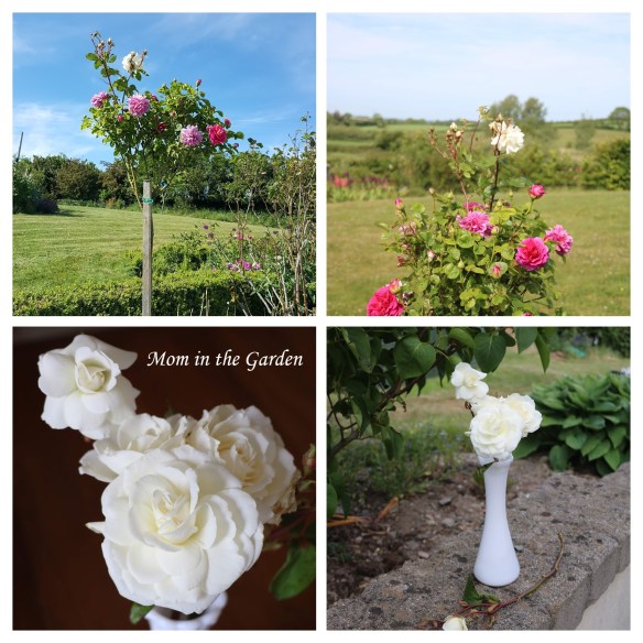 Princess Anne white roses COLLAGE