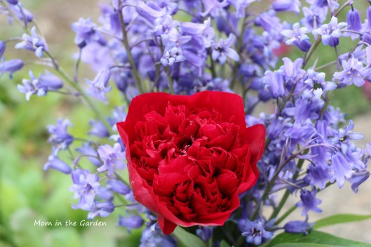 red peony and bluebells closeup