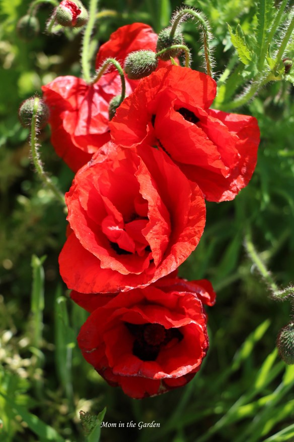 Red poppies forming a  tower
