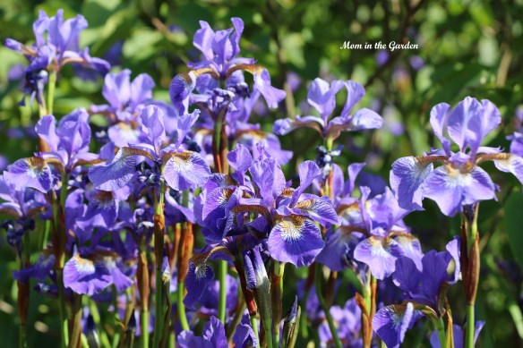 Siberian Iris group