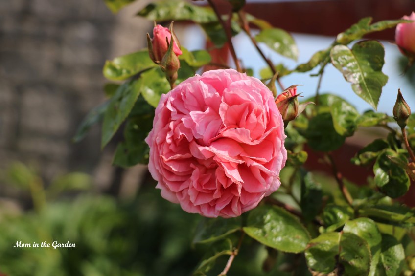 Strawberry Hill climber David Austin rose