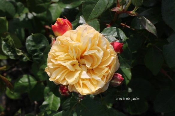 Teasing Georgia open and orange red  buds