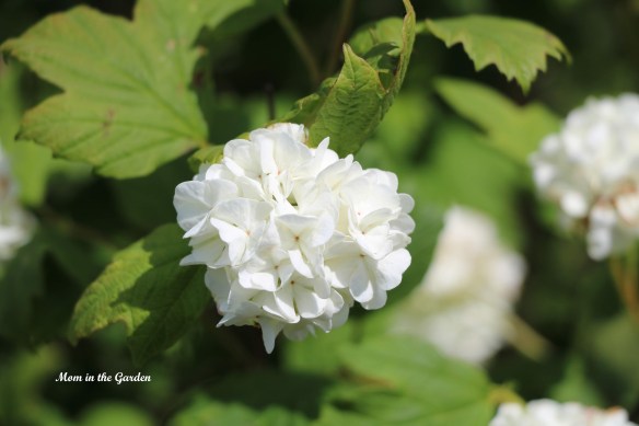 Viburnum opulus Roseum closeup