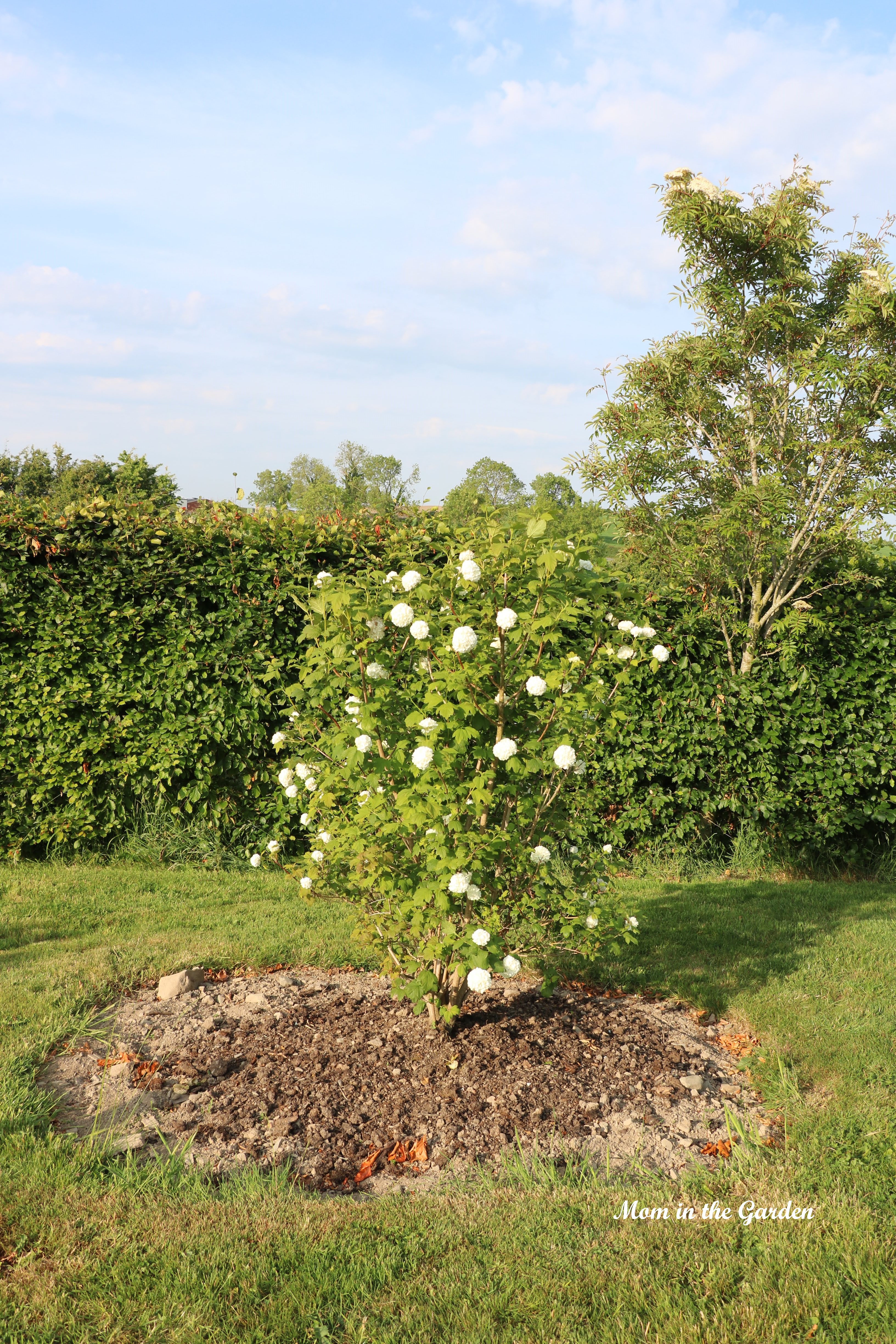 Viburnum opulus Roseum full view
