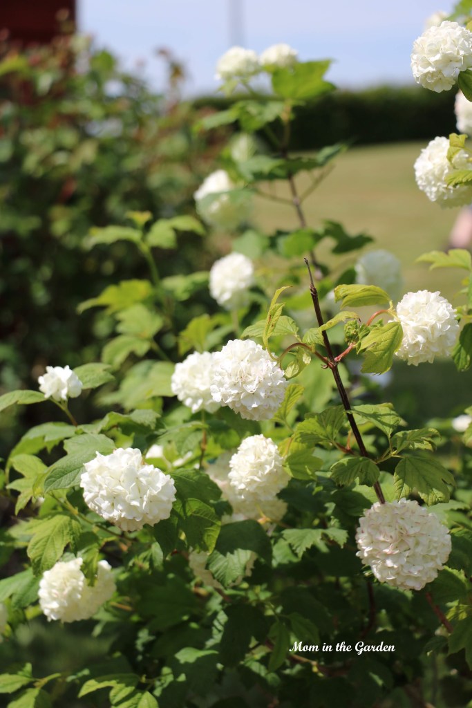 Viburnum opulus Roseum half view