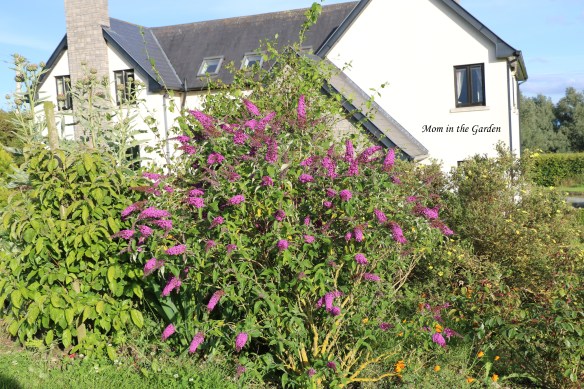 Buddleis BUZZ Dark Pink Butterfly Bush July