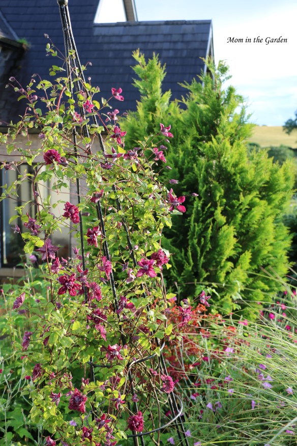 Clematis Purpurea Plena Elegans full view