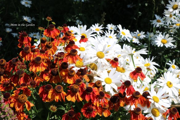 Helenium and daisies
