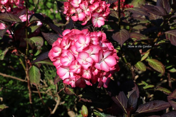 Hydrangea Selma single