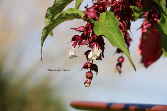 Leycesteria formosa flower closeup