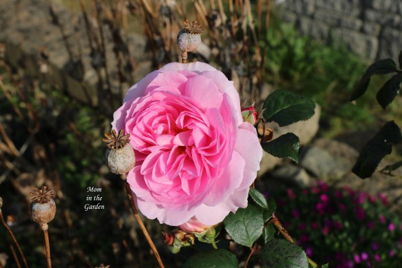 Ancient Mariner Aubrieta dead poppy September