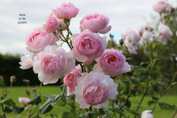 Ancient Mariner Cluster September