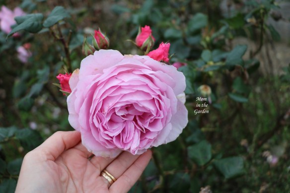 Ancient Mariner multi layers September