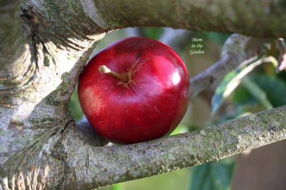 apple sitting on branch