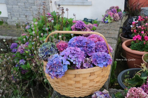 basket of hydrangea full garden view