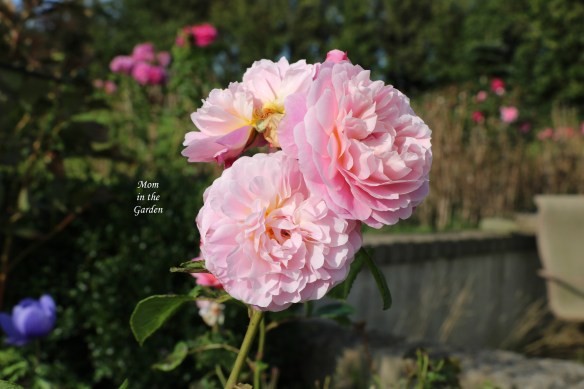 Eustacia Vye background roses September