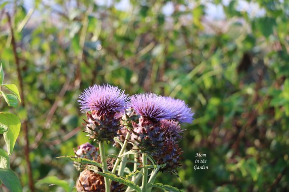 globe artichokes September garden