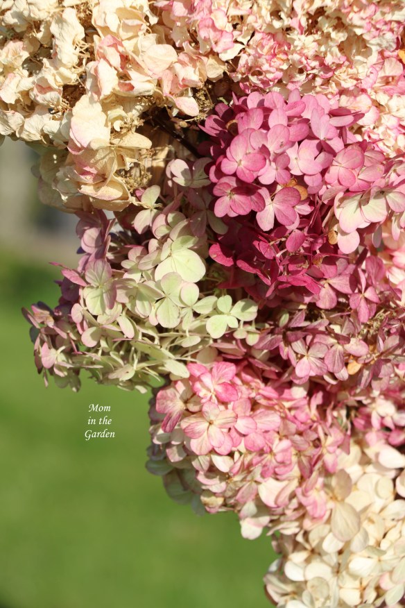 Hydrangea Vanille Fraise Paniculata Renhy close up outside