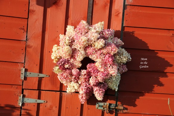 Hydrangea Vanille Fraise Paniculata Renhy on the playhouse