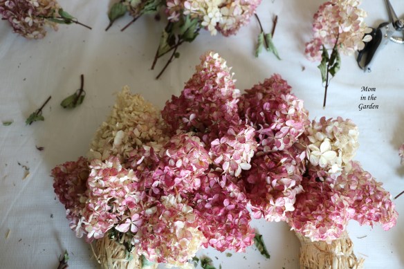 Hydrangea Vanille Fraise Paniculata Renhy wreath in progress
