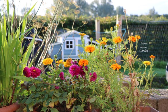 Marigolds dahlia hen house September
