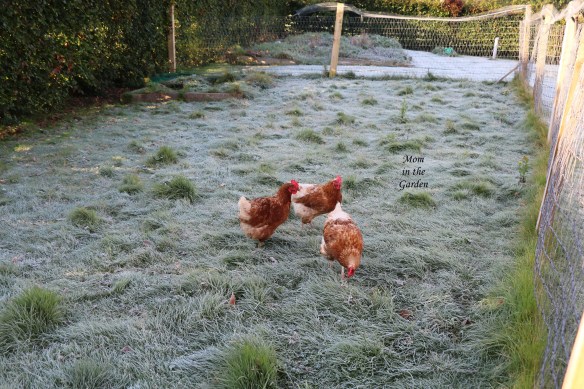 three chickens in frost September