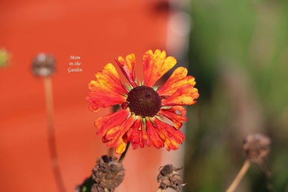 helenium in October