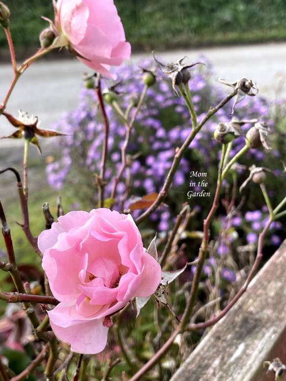 Pink roses at gate with asters
