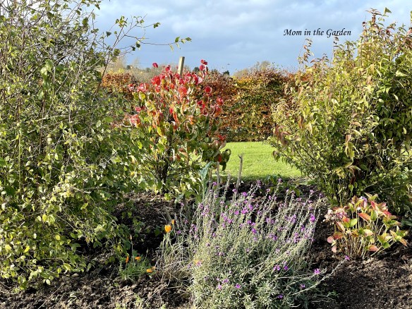 Rainbow garden close up
