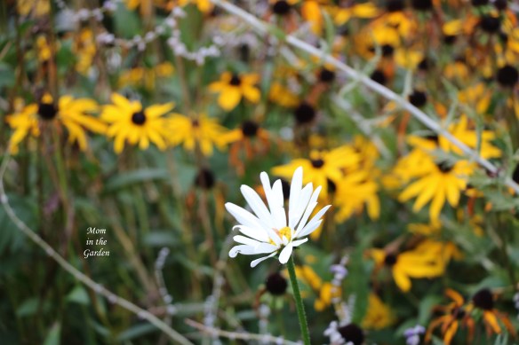 single daisy in Oct