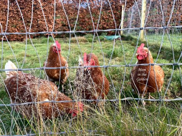 4 chickens November