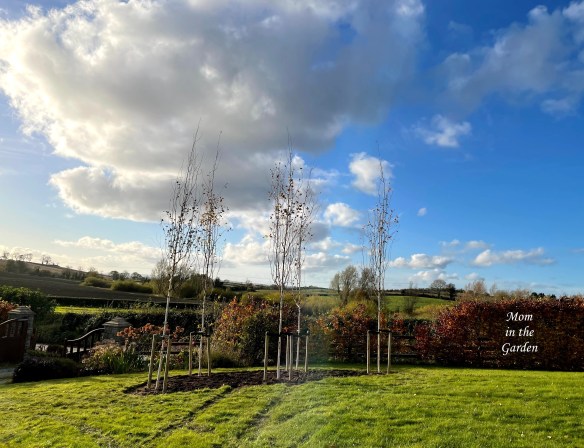 birch trees end of day