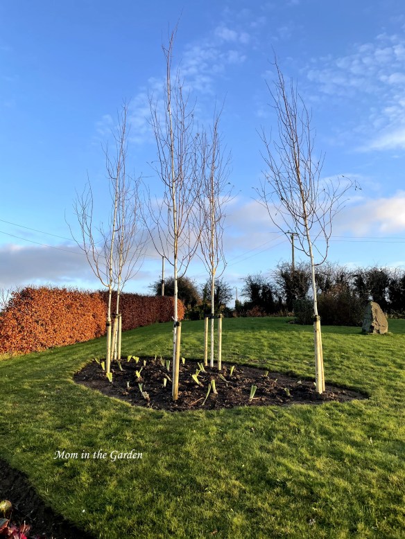 birch trees with bearded iris