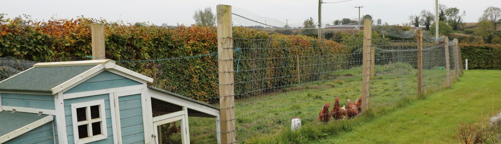 chickens and their run